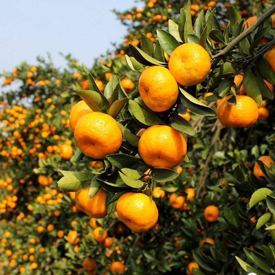 大宝SOD蜜身体乳买1送1+爱奇艺入耳式耳机+999感冒灵颗粒3盒