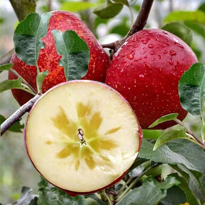 成人KN95口罩50只装+防冻防裂润肤霜2瓶+全自动感应垃圾桶